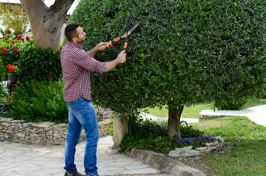 tree trimming in Sydney